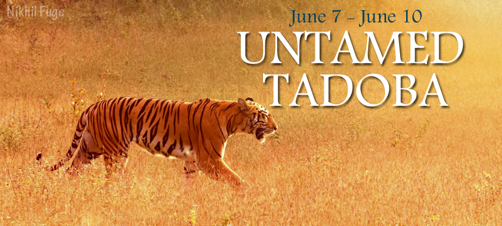 Untamed Tadoba